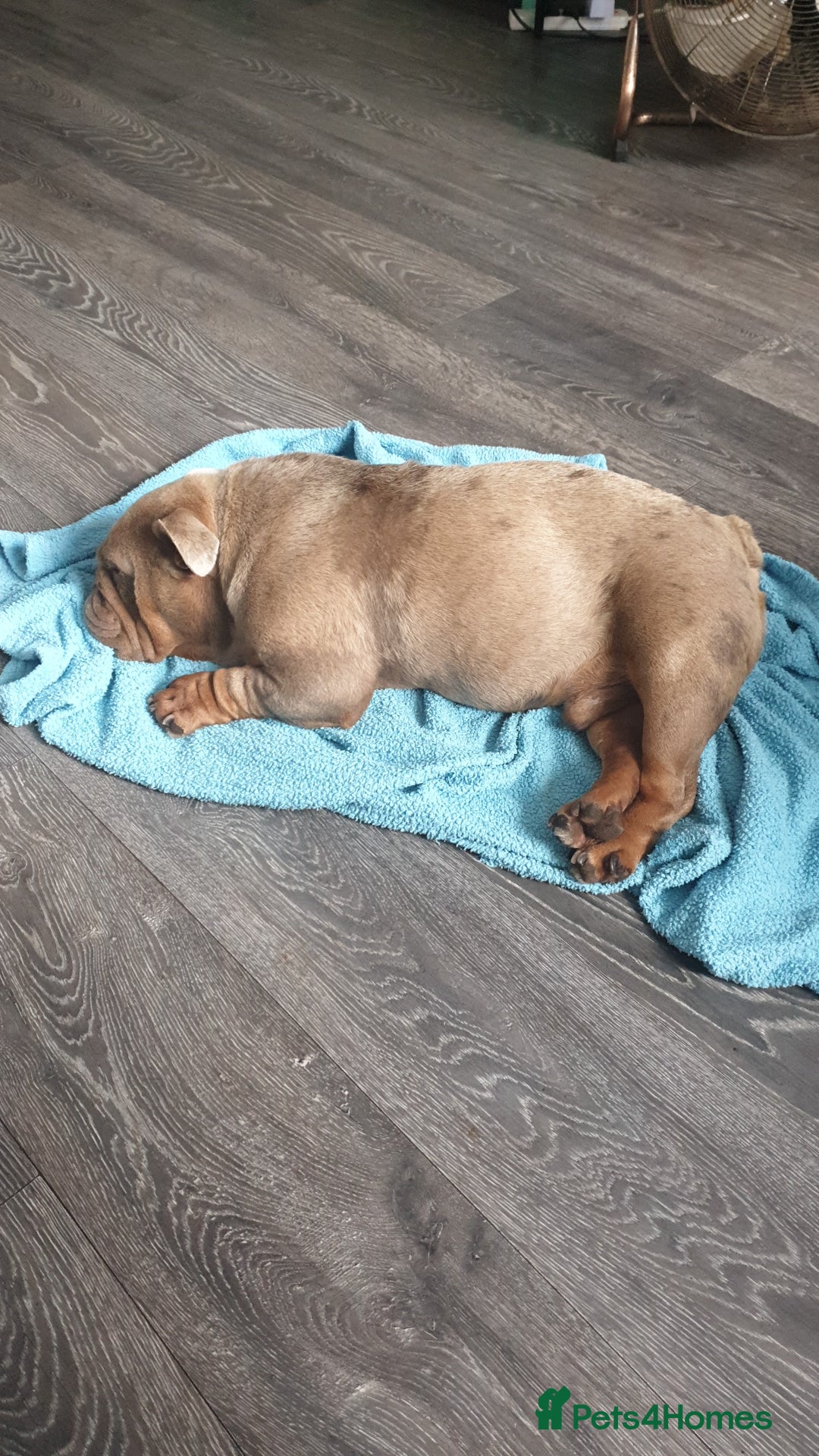 English Bulldog dogs for sale: Bulldog pocket size male - Image 1