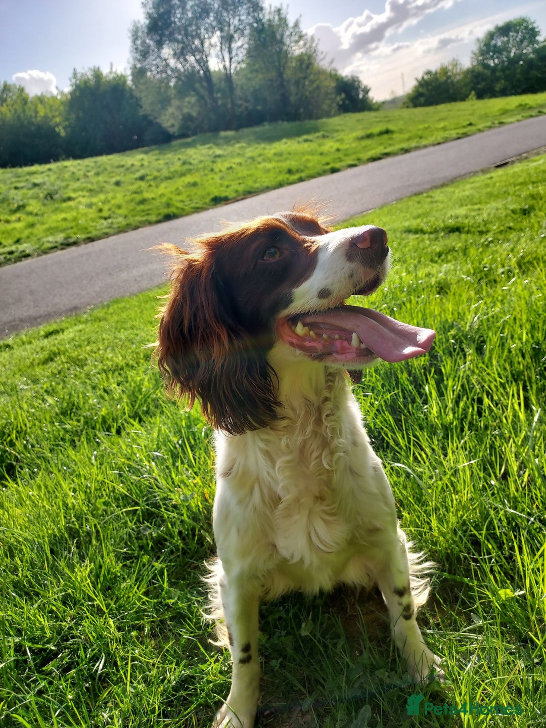 English Springer Spaniel dogs for sale: Beautiful boys available  - Advert 5