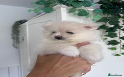 Pomeranian dogs for sale: Adorable White Teddy-Bear Pom Puppies! - Image 18