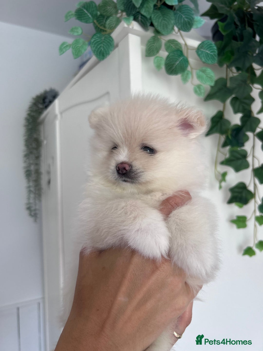 Pomeranian dogs for sale: Adorable White Teddy-Bear Pom Puppies! - Image 18