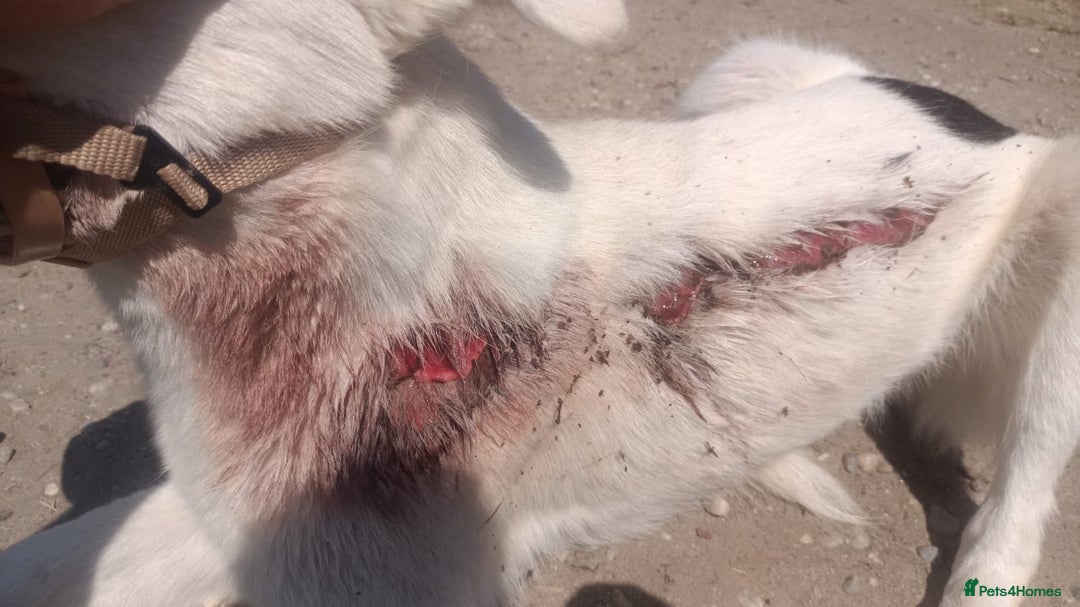 Mixed Breed dogs for adoption: 🌸 MEET BIANCA - a Gentle Girl for a Loving Family - Advert 6