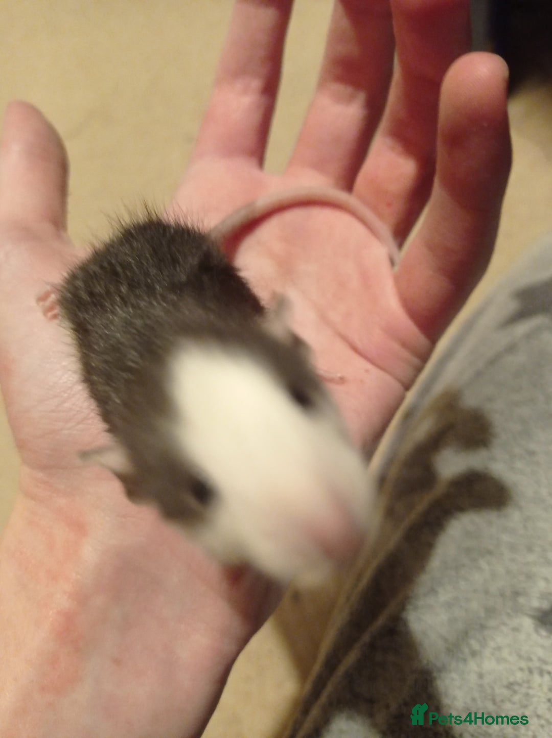 Rat rodents for sale: Lovely tame rats for sale red eyed, normal, albino - Advert 14