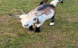 Goats livestock for sale: Pygmy Goats - Image 3