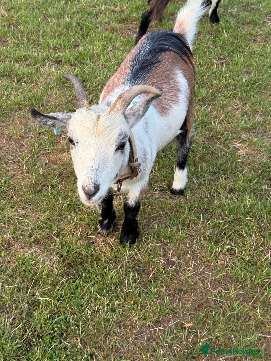 Goats livestock for sale: Pygmy Goats - Image 3