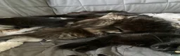 Bengal cats for sale: Baby Bengals READY NOW  - Advert 15