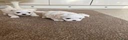 Maltese dogs for sale: Pedigree Maltese puppies in Derby - Advert 11