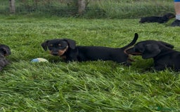 Miniature Dachshund dogs for sale: Miniature dachshund smooth KC Reg - Image 2