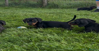 Miniature Dachshund dogs - Advert 15