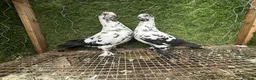 Pigeons birds for sale: Quality Homing Pigeons – Breeding Pairs Available - Advert 7