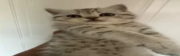 British Shorthair cats for sale: Beautiful British shorthair kittens - Advert 1