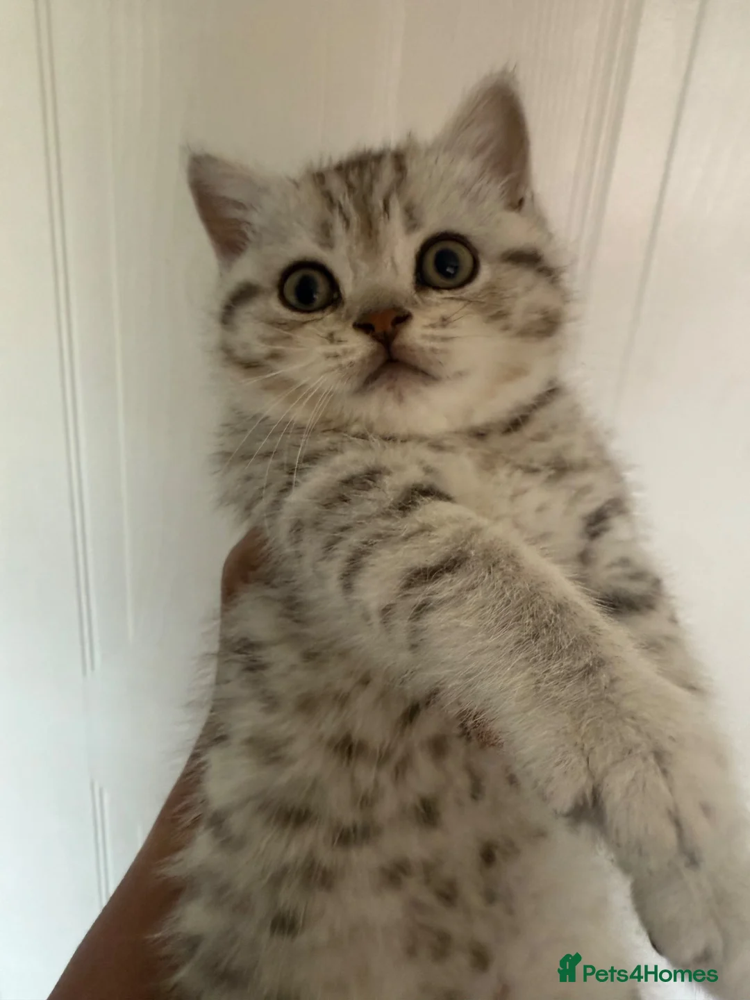 British Shorthair cats for sale: Beautiful British shorthair kittens - Advert 1