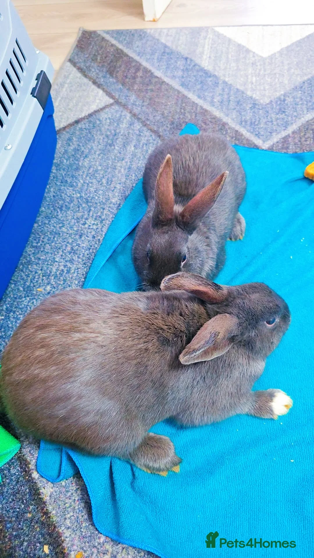 Alaska rabbits for sale: 2 Alaskan rabbits - Advert 5