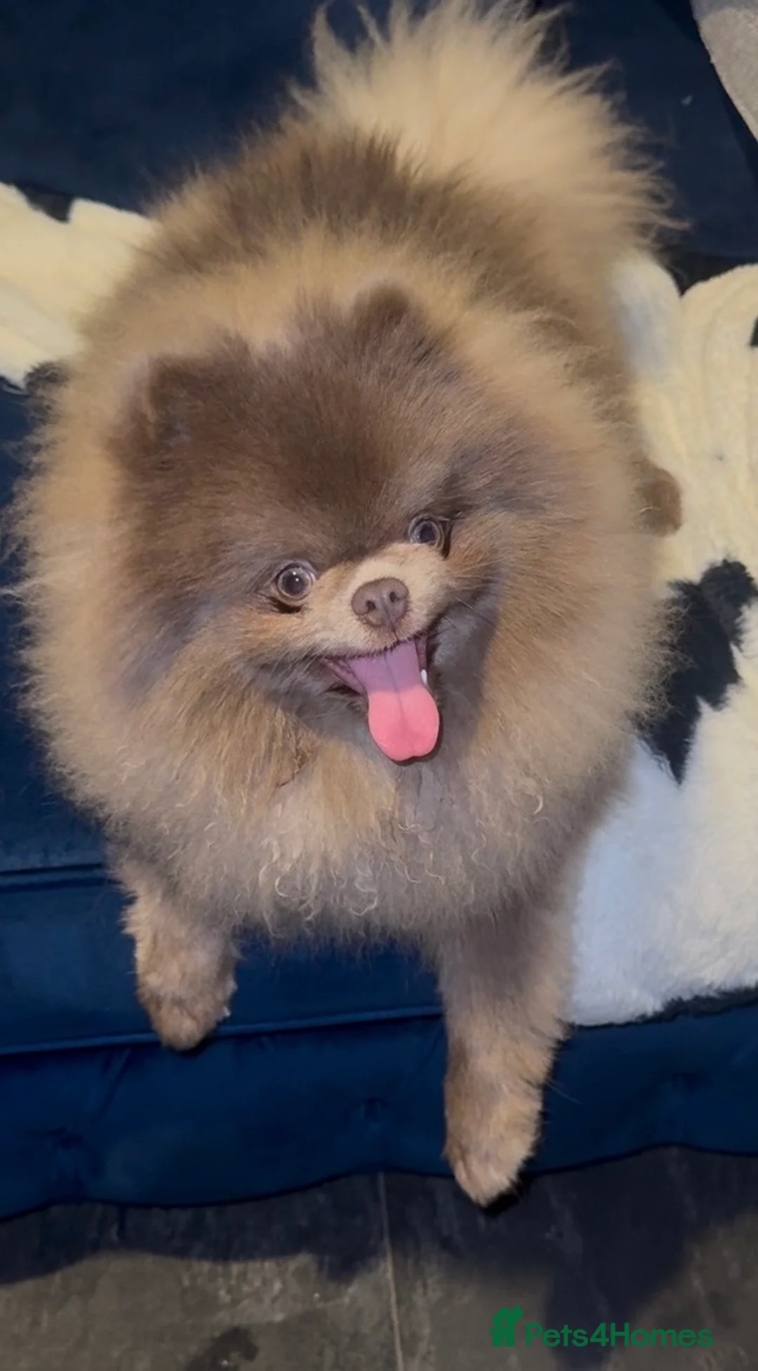 Pomeranian dogs for stud: Lilac Pomeranian for stud - Advert 4