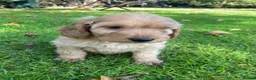 Cockapoo dogs for sale: F1 COCKAPOO BOY,READY NOW. - Advert 4
