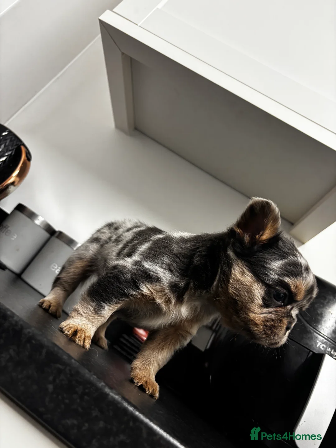 French Bulldog dogs for sale:  2 left 🇫🇷Fluffy french bulldog  - Advert 13