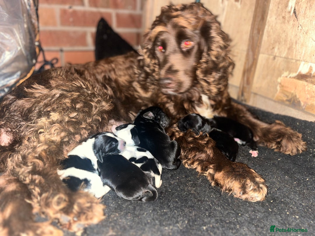 Cockalier dogs for sale: ‼️‼️Best ** grift ever‼️‼️ - Image 3