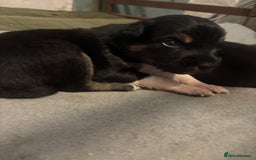 Mixed Breed dogs for sale: Beautiful Huntaway x Collie pups  - Image 14