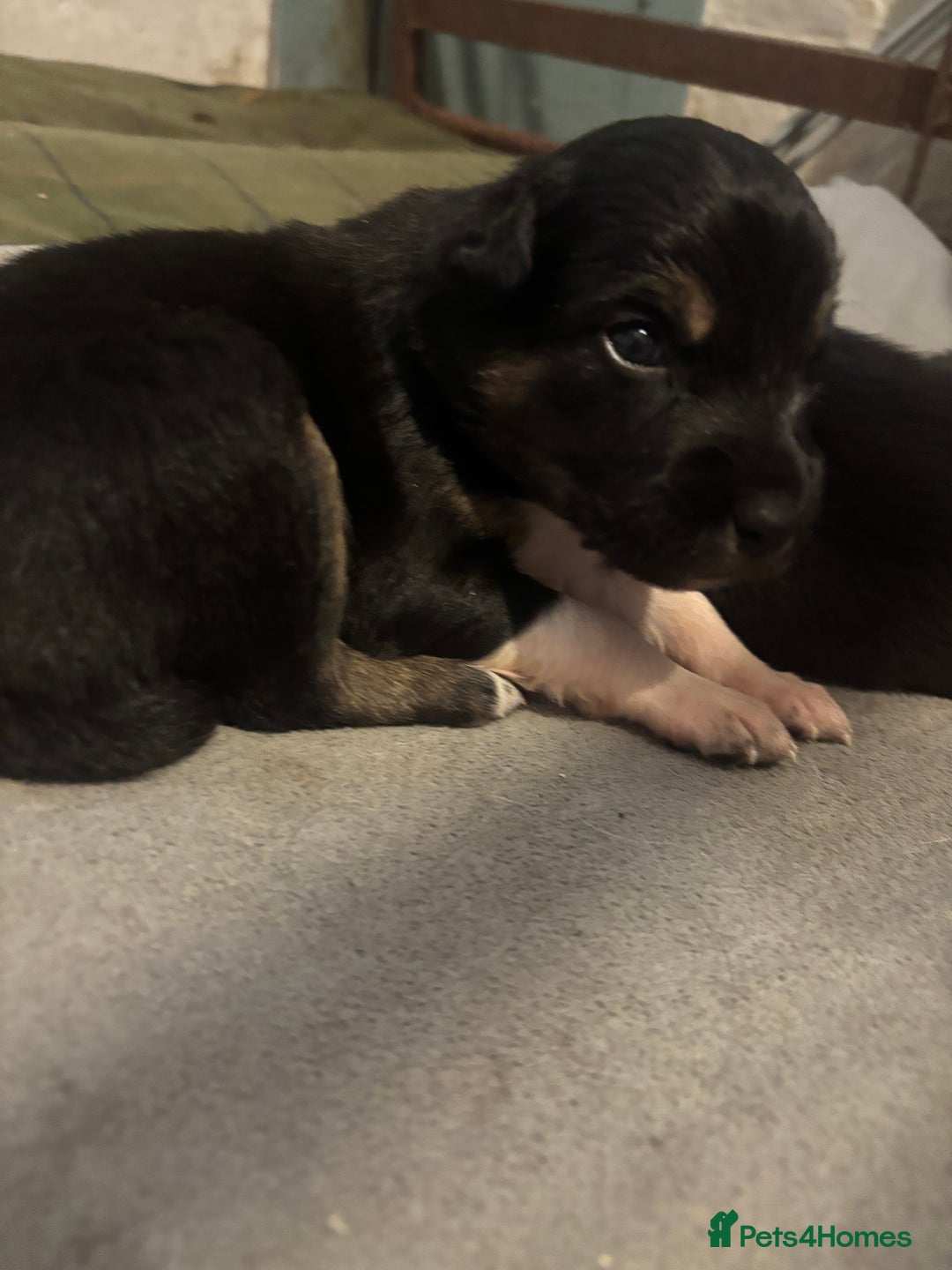 Mixed Breed dogs for sale: Beautiful Huntaway x Collie pups  - Image 14