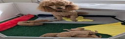 Miniature Poodle dogs for sale: Exquisite KC Registered Mini Poodles  - Advert 6