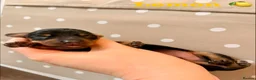 Miniature Dachshund dogs for sale: Beautiful pedigree miniature dachshund  - Advert 10