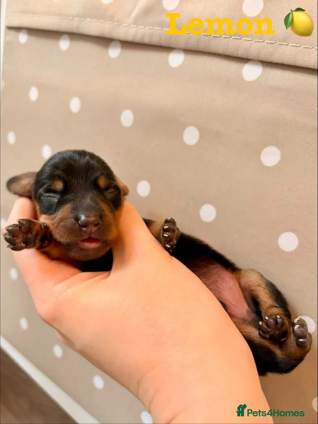 Miniature Dachshund dogs for sale: Beautiful pedigree miniature dachshund  - Advert 10