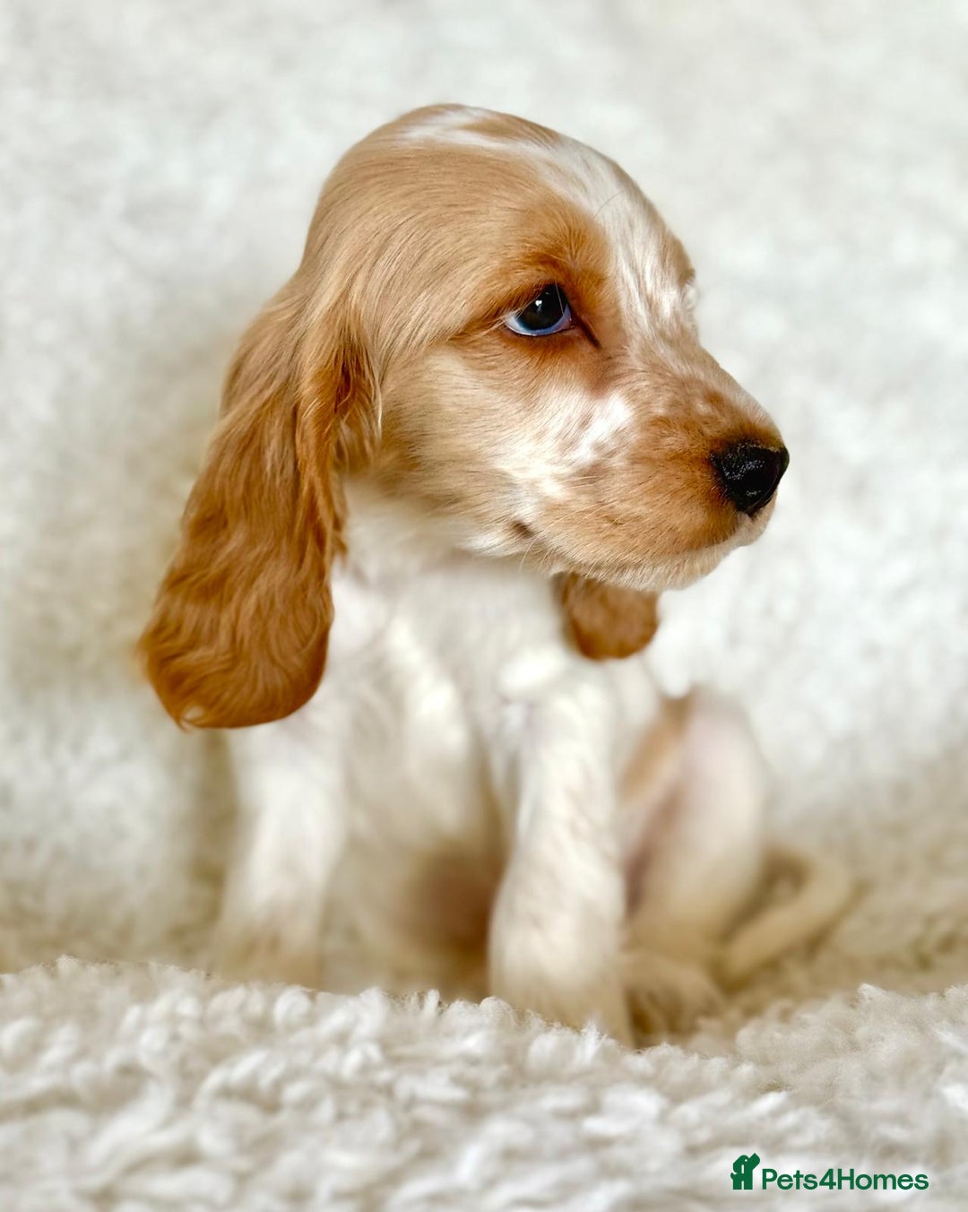 Cocker Spaniel dogs for sale: Golden Roan Full Health Tests Showline KC Reg Pups - Image 19