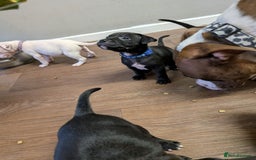 Mixed Breed dogs for sale: Beautiful American bulldog x staffie puppies  - Image 5