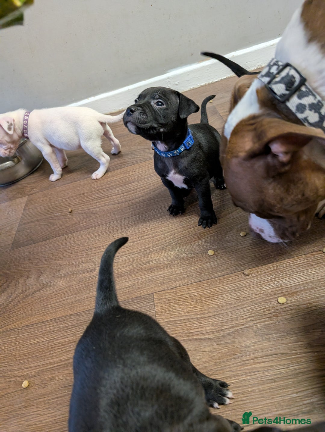 Mixed Breed dogs for sale: Beautiful American bulldog x staffie puppies  - Image 5