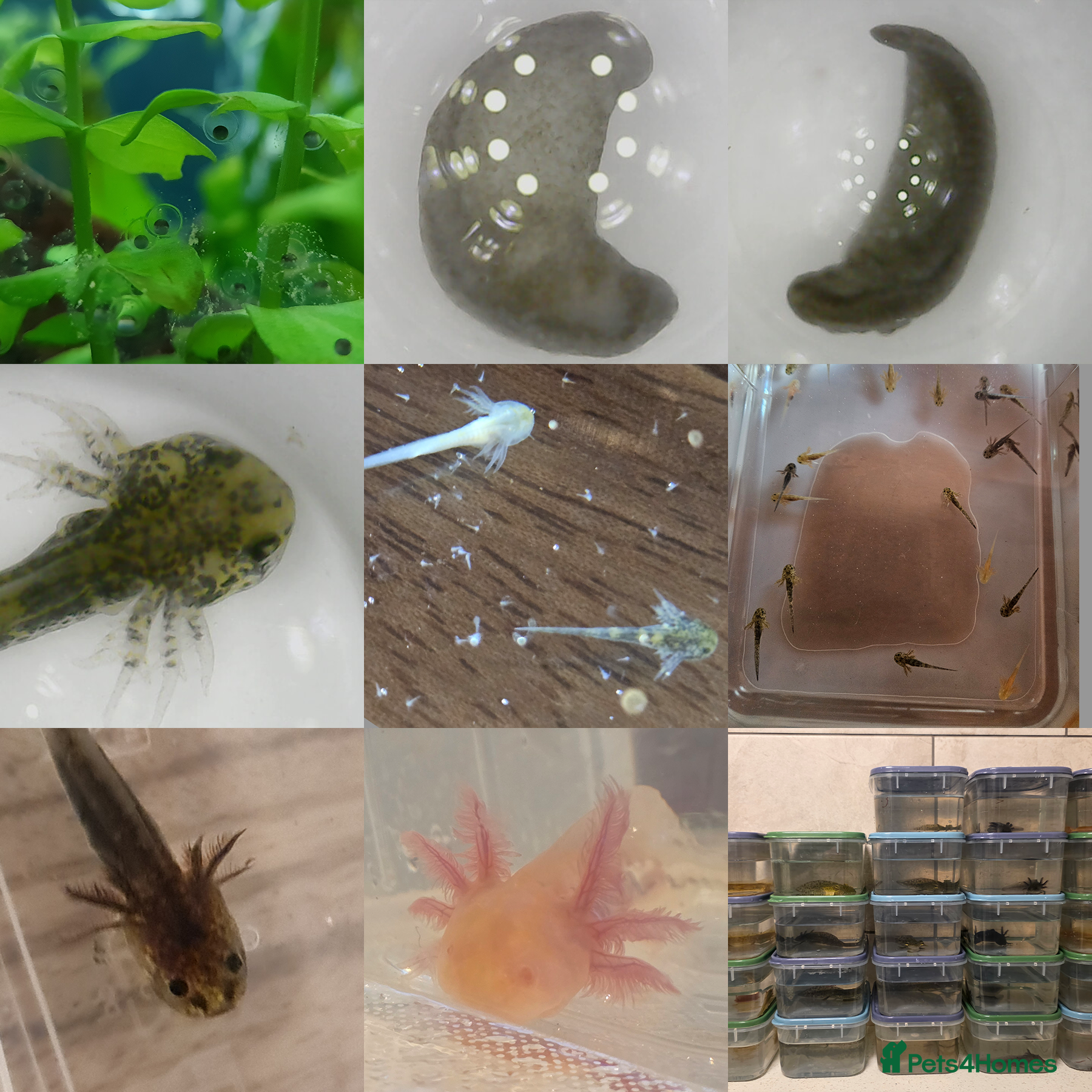 Axolotl reptiles for sale: Juvenile Axolotls - 4 Months - 4 Inches in Telford - Advert 8