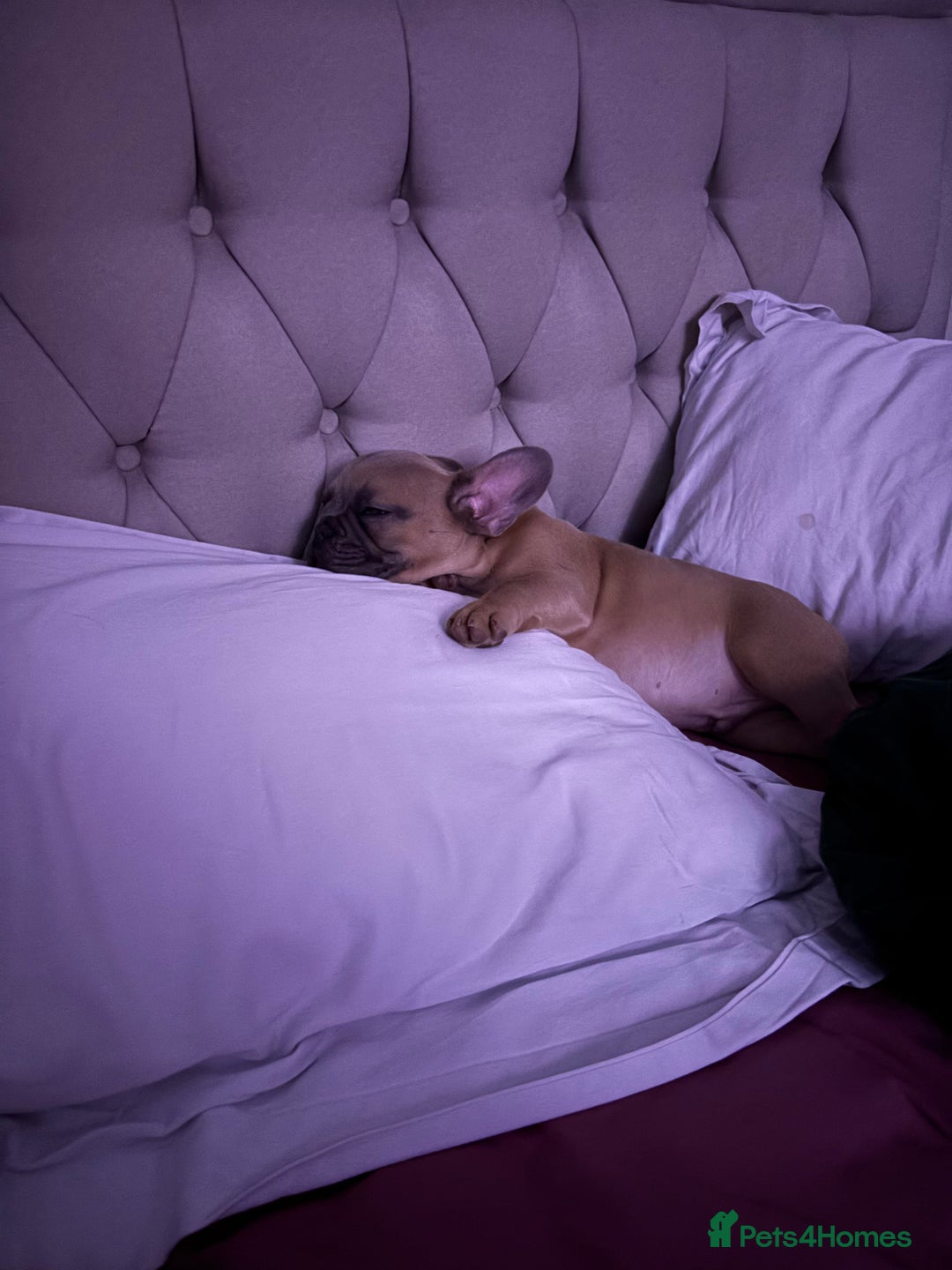 French Bulldog dogs for sale: Beautiful Frenchie Puppy Looking For Loving Home - Advert 8