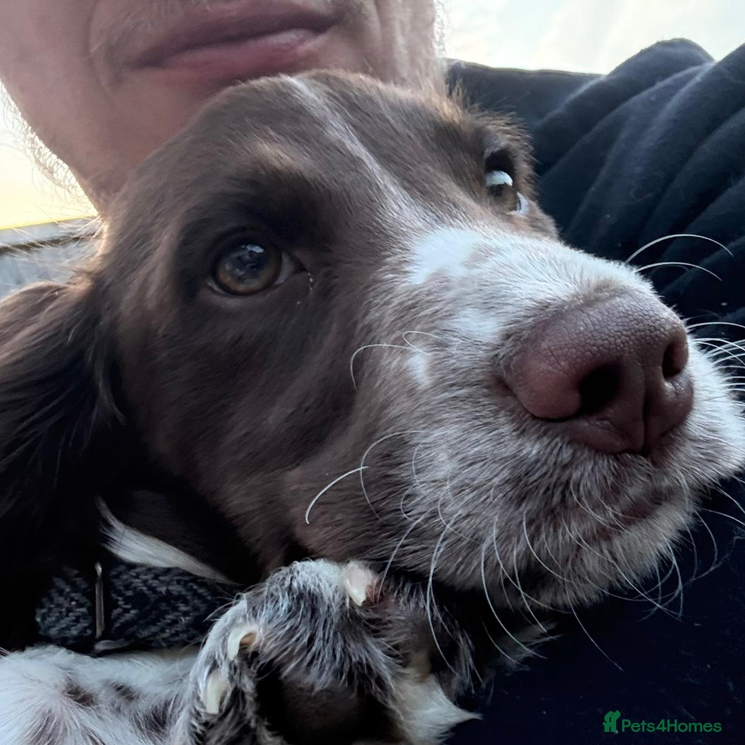 Cocker Spaniel dogs for sale: 7 month old male working cocker spaniel puppy - Image 7