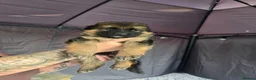 German Shepherd dogs for sale: German shepherd  - Advert 3