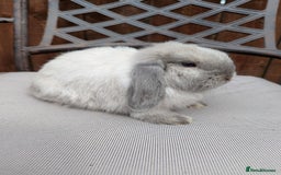 Mini Lop rabbits for sale: Mini lops baby rabbits for sale  - Image 11