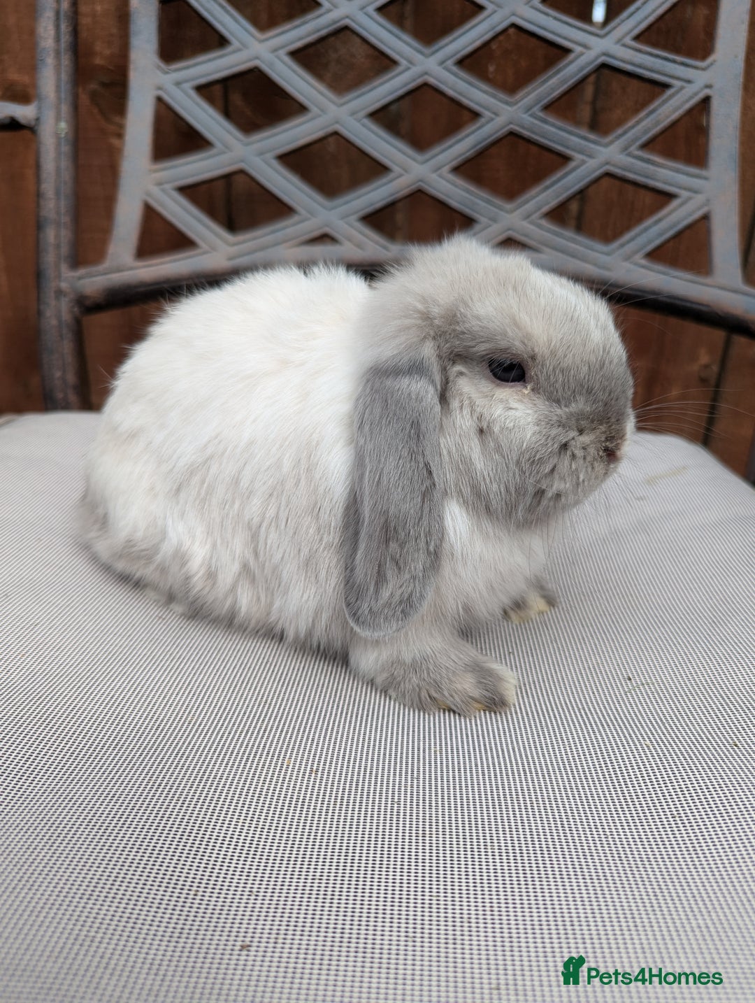 Mini Lop rabbits for sale: Mini lops baby rabbits for sale  - Image 11