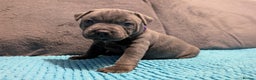 Staffordshire Bull Terrier dogs for sale: KC registered beautiful staffies puppies to sell - Advert 8