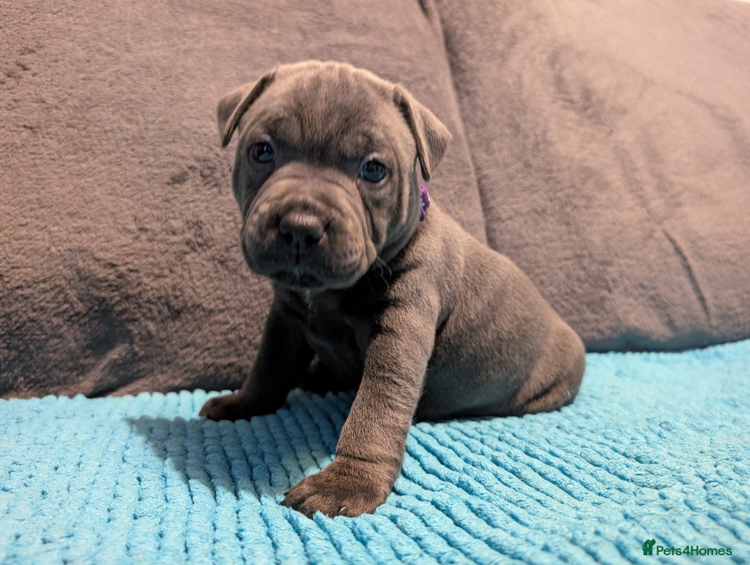 Staffordshire Bull Terrier dogs for sale: KC registered beautiful staffies puppies to sell - Advert 8