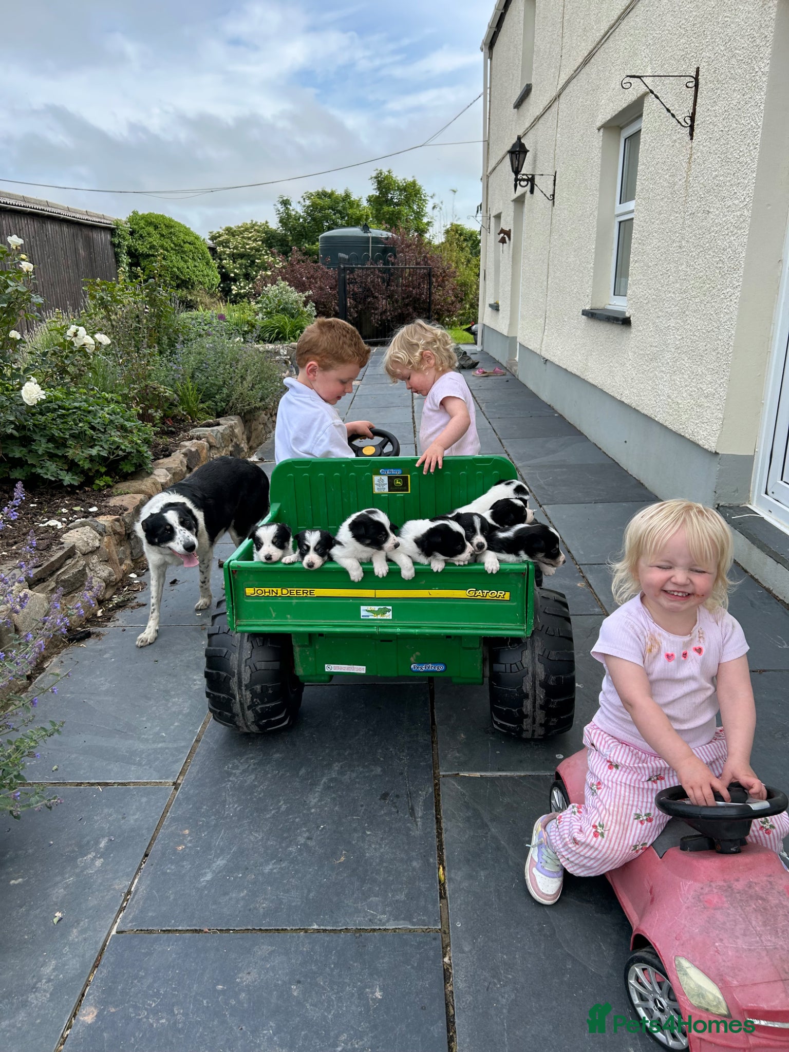Border Collie dogs Adorable Border Collie puppies  - Advert 1