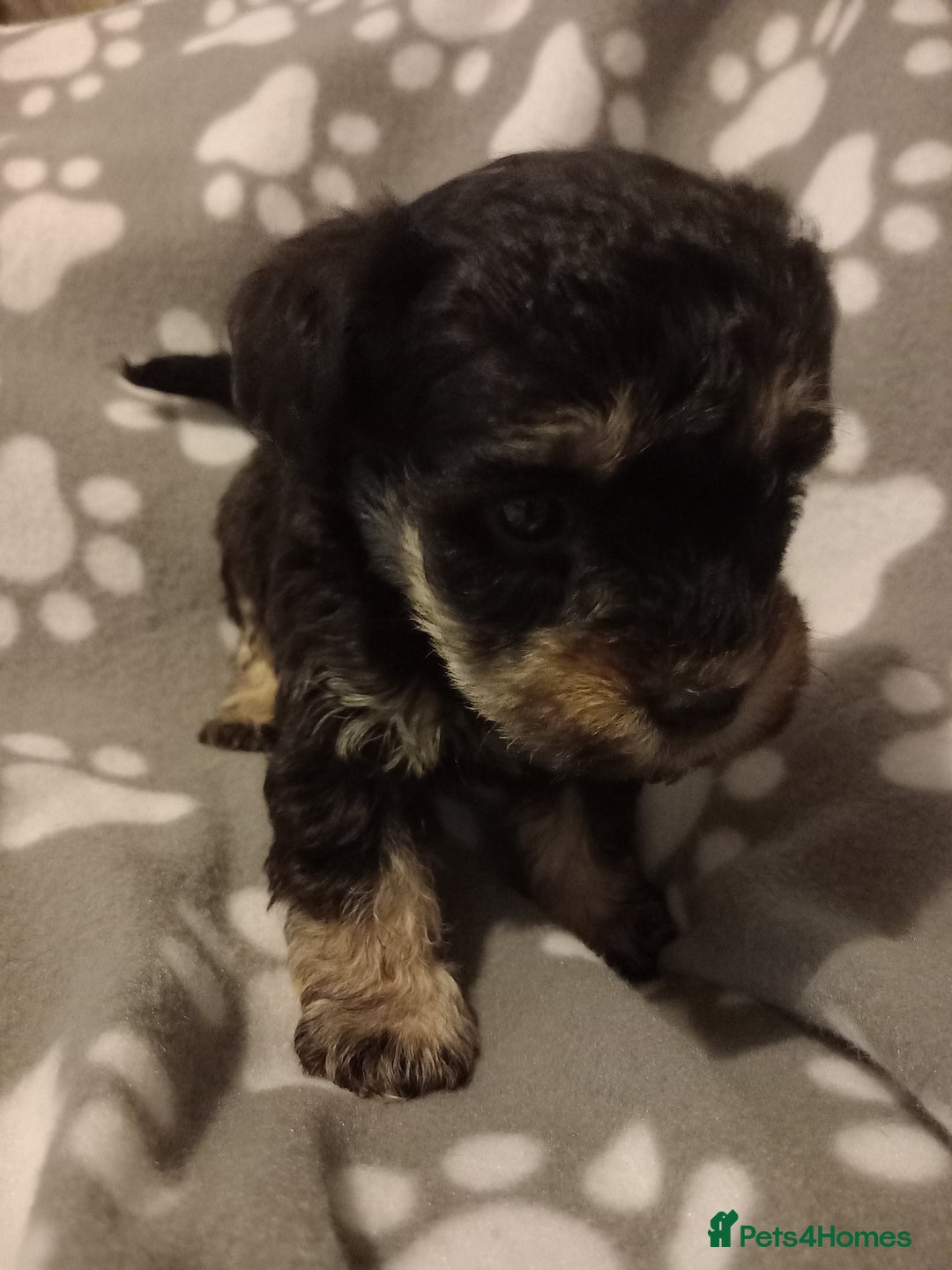 Mixed Breed dogs for sale: TOY SHNOODLES READY 21 DEC - Advert 12