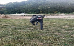 Cane Corso dogs for sale: Reggie Cane corso  - Image 6