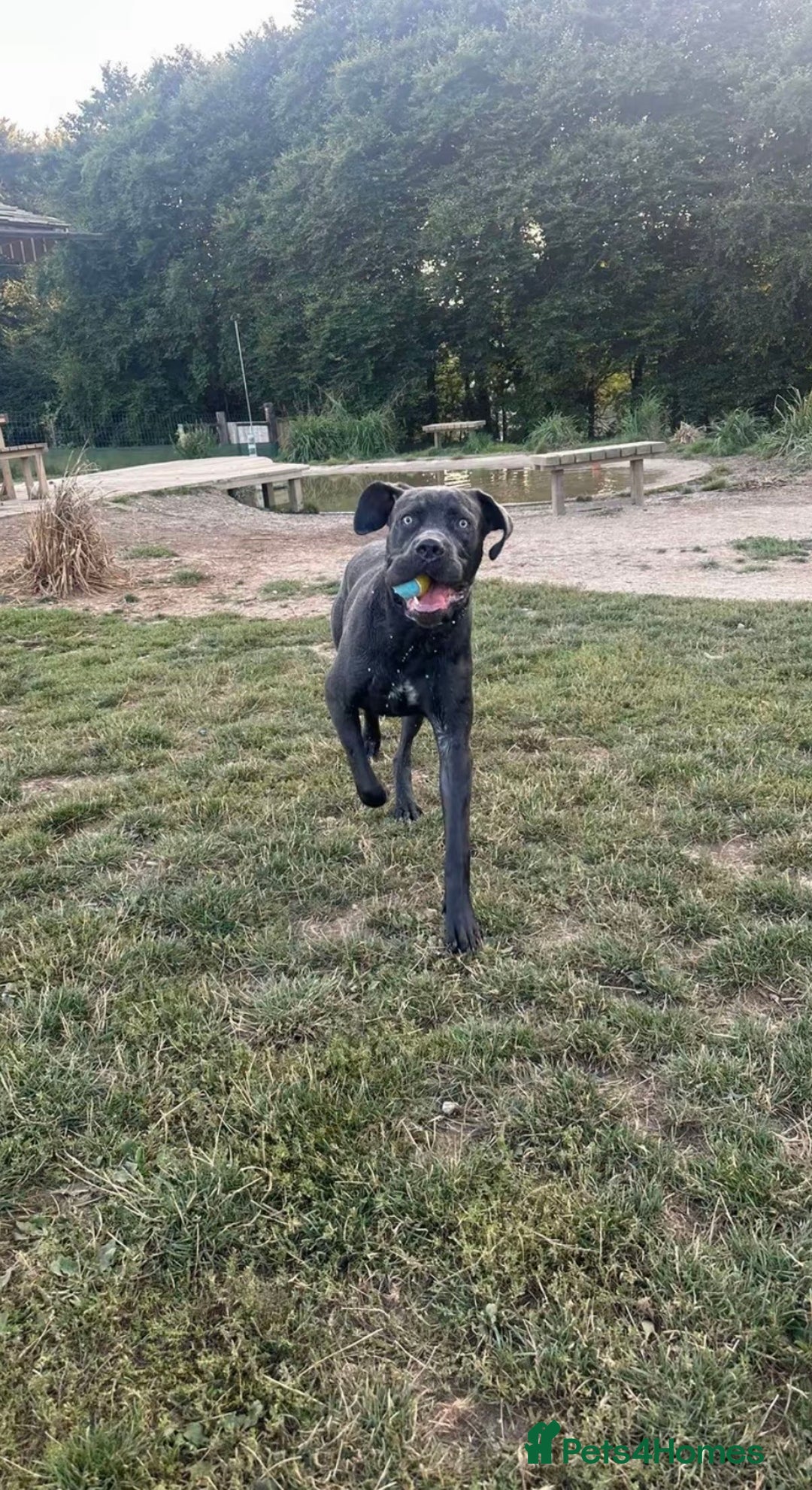 Cane Corso dogs for sale: Reggie Cane corso  - Image 6