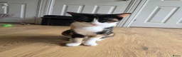 Mixed Breed cats for sale: These are exceptional kittens. - Advert 3