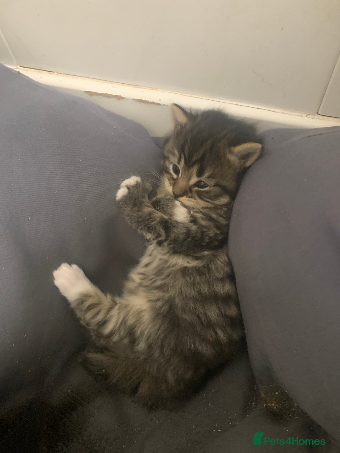 Mixed Breed cats for sale: Stunning kittens - Advert 4