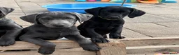 Labrador Retriever dogs for sale: Gorgeous KC Silver & Charcoal Labrador Pups - Advert 3
