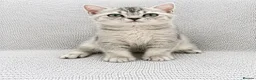 British Shorthair cats for sale: Only three BSH left  - Advert 4