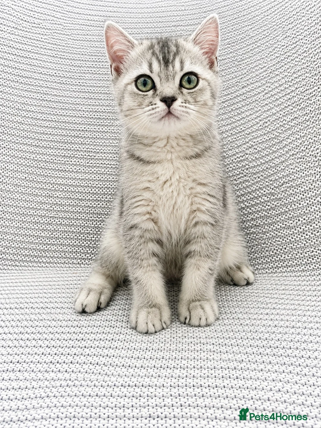 British Shorthair cats for sale: Only three BSH left  - Advert 4