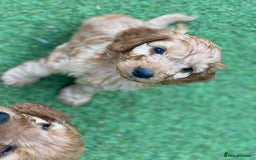 Cockapoo dogs for sale: F1 Health tested Cockapoo Pups - Image 3