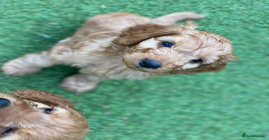 Cockapoo dogs - Advert 4