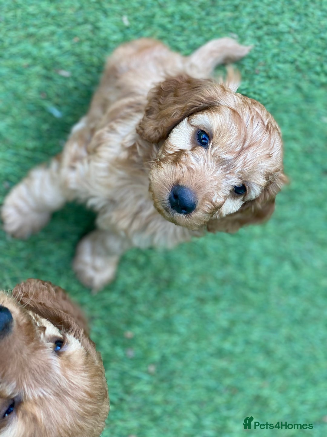 Cockapoo dogs for sale: F1 Health tested Cockapoo Pups - Image 3