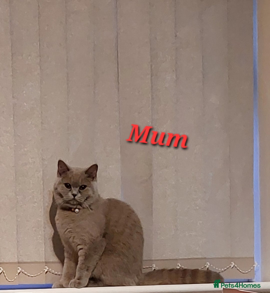 British Shorthair cats for sale: 🐾 Beautiful British Shorthair Kittens for Sale 🐾 - Advert 9