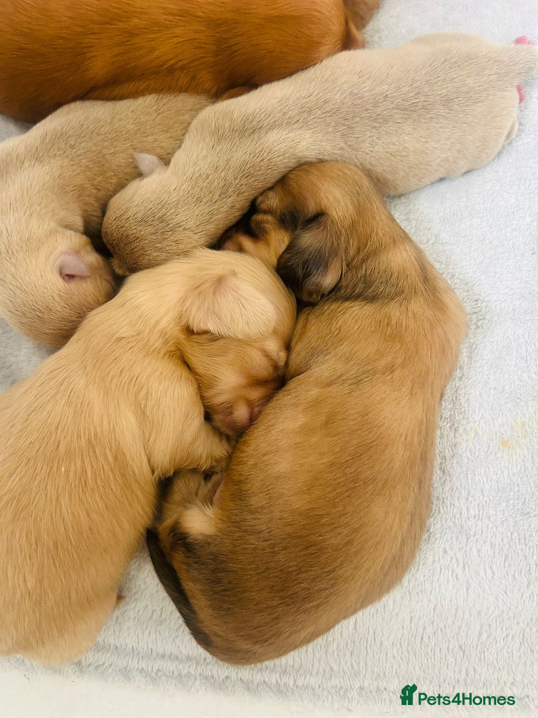Miniature Dachshund dogs for sale: Ready to leave 🐾 beautiful long hair miniatures  - Image 14